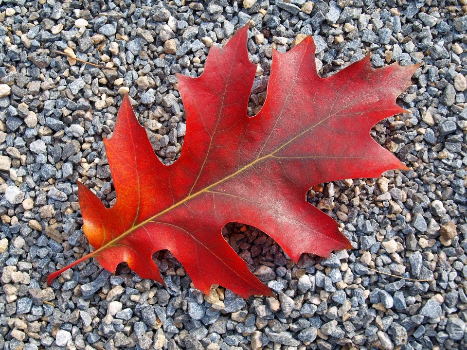 Tree plant leaf flower