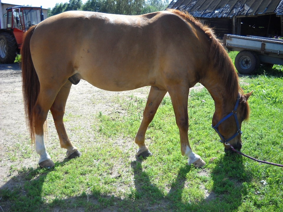 Pasture horse rein mammal