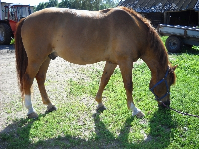 Pasture horse rein mammal Photo