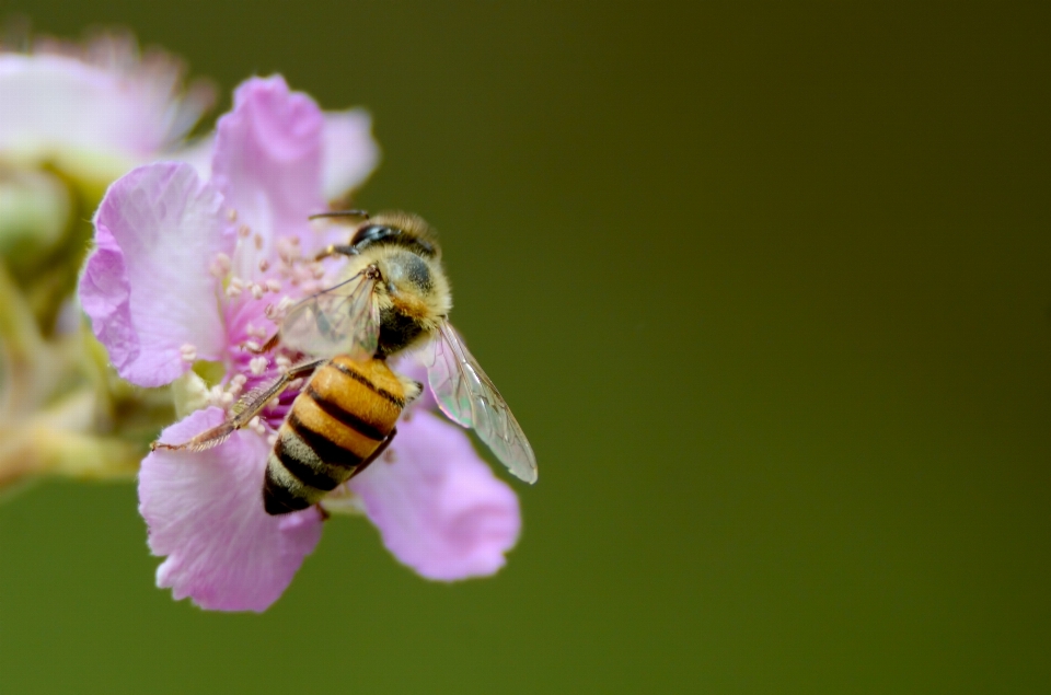 Natura kwitnąć fotografia kwiat