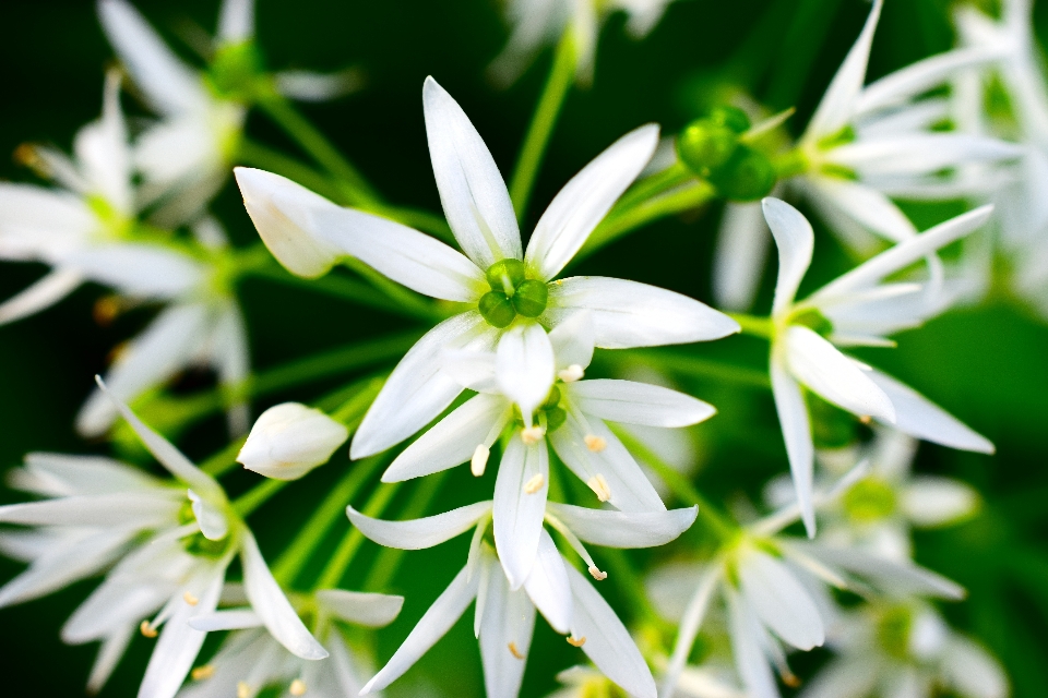 Natura foresta erba fiore