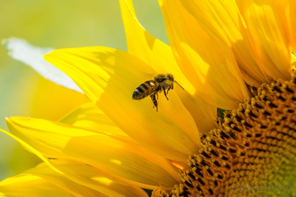 Natura kwitnąć zakład fotografia