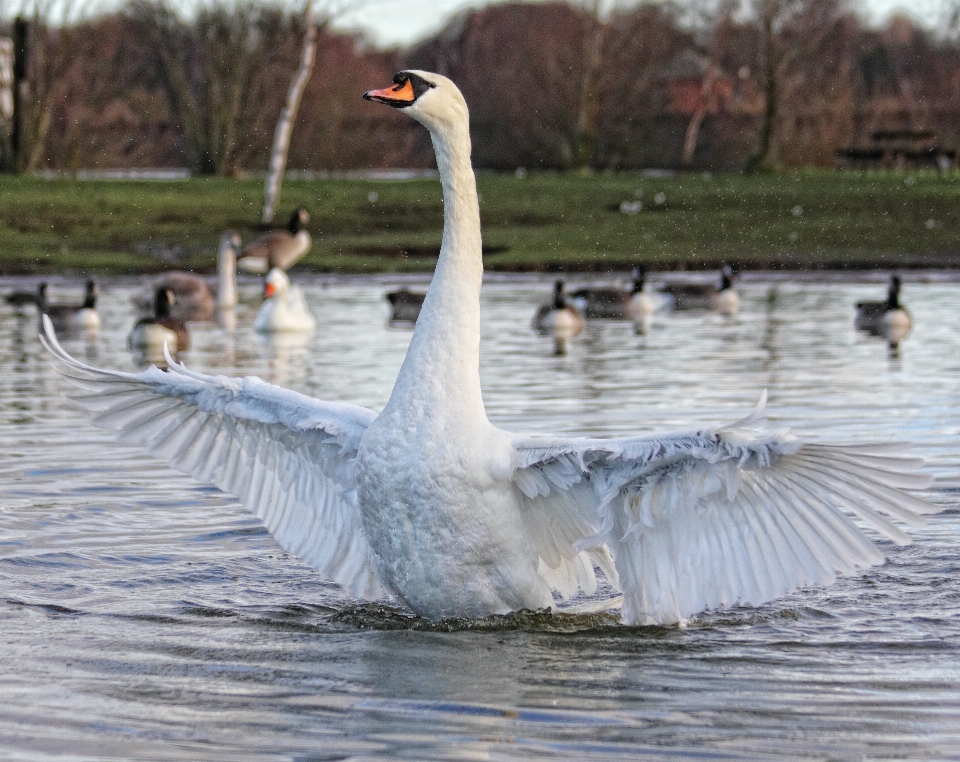 Acqua natura uccello ala