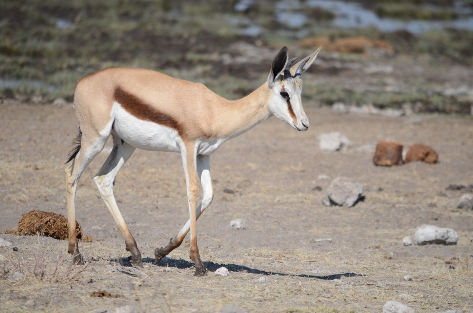 Nature wilderness run animal