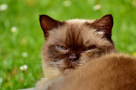 甘い 動物 かわいい 毛皮 写真