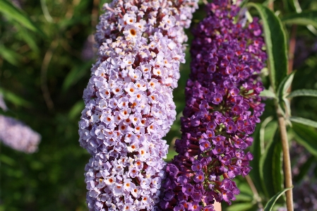 Nature plant flower purple Photo