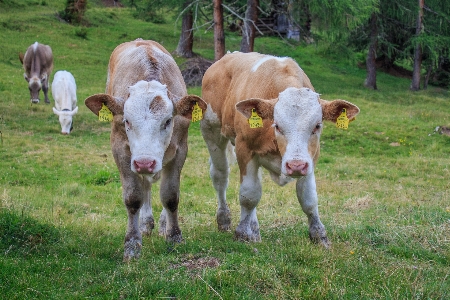 Nature grass field farm Photo