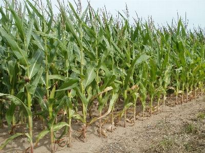 Landscape nature plant field Photo