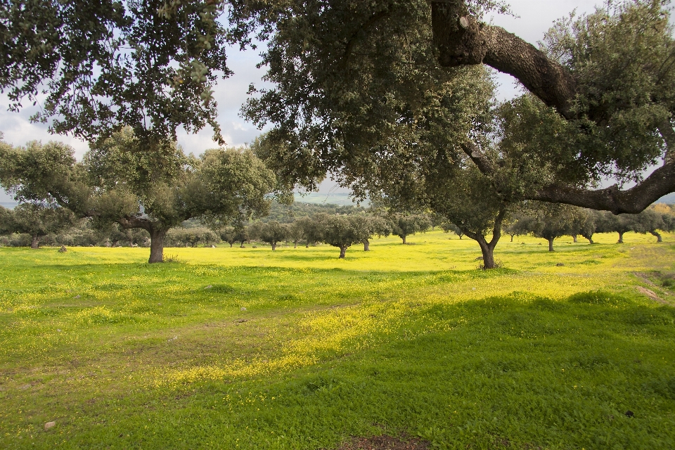 Paisagem árvore grama plantar