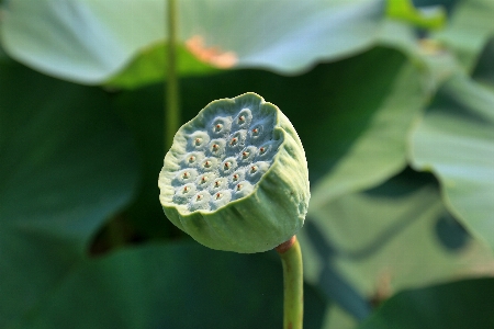 自然 花 植物 写真撮影 写真