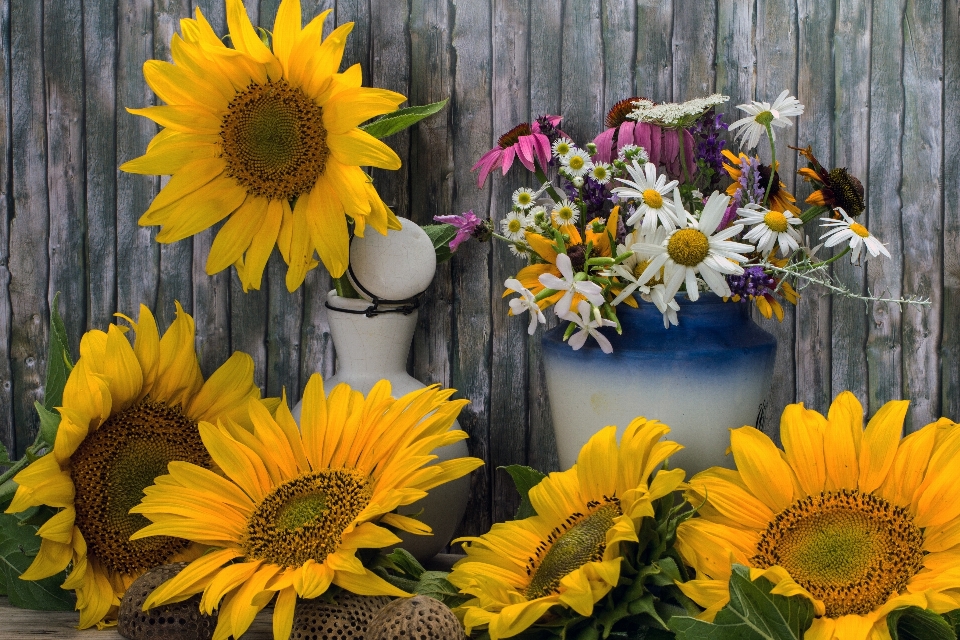 Plant flower yellow flora