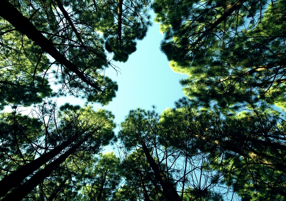 Man beach tree nature