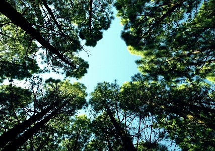 Man beach tree nature Photo