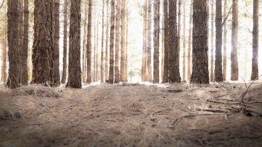 Landscape tree nature forest Photo