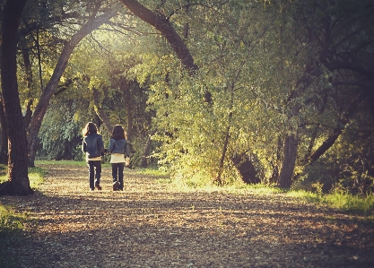 Tree nature forest path Photo