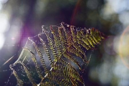 Foto árvore natureza floresta grama