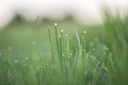 Water nature grass dew Photo