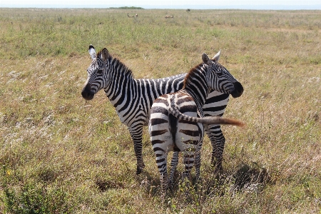 Foto Branco animais selvagens África mamífero