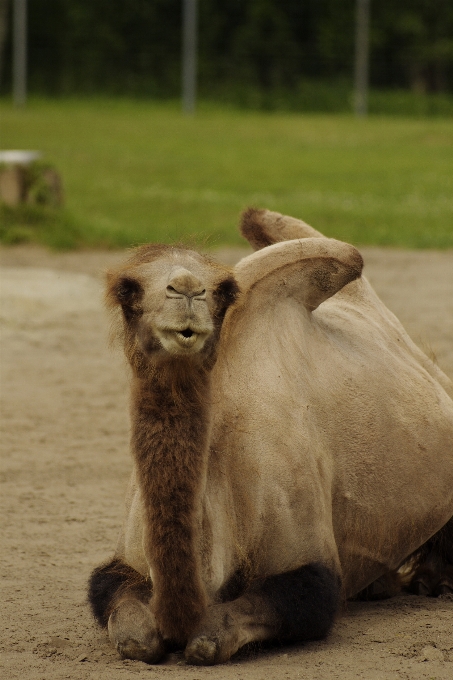 Animal wildlife zoo camel