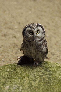 鳥 野生動物 緑 嘴 写真