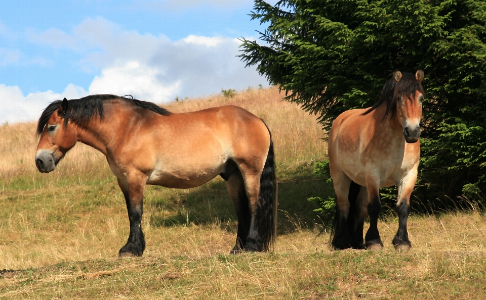 Meadow standing herd pasture