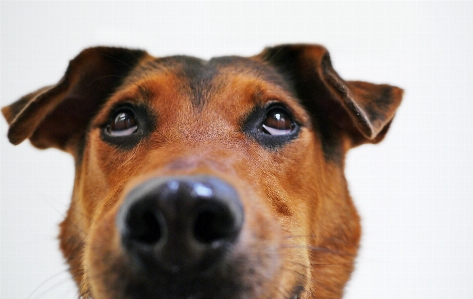 Foto Doce visualizar filhote de cachorro