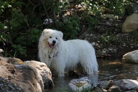 White dog mammal vertebrate Photo