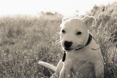 Foto Bianco e nero
 cucciolo cane