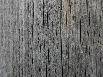 Tree fence wood texture Photo