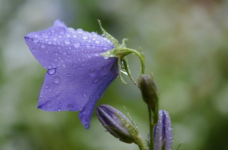 Water nature blossom drop Photo