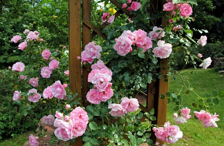 植物 花 花弁 夏 写真