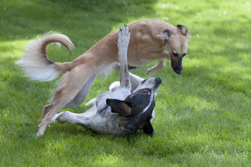 Chien mammifère étalon fauna