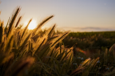 Photo Arbre nature herbe horizon