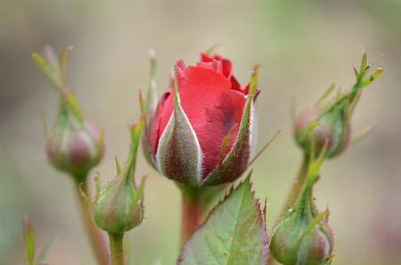 Nature branch blossom plant Photo