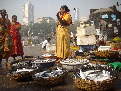 City animal food seafood Photo