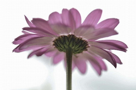 Nature blossom plant leaf Photo