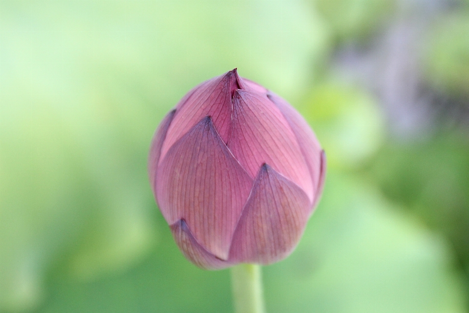 Naturaleza exterior florecer planta