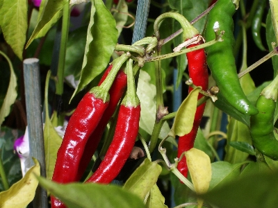 Foto Planta fruta flor alimento