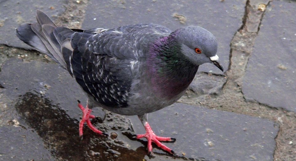 Natura ptak skrzydło biały