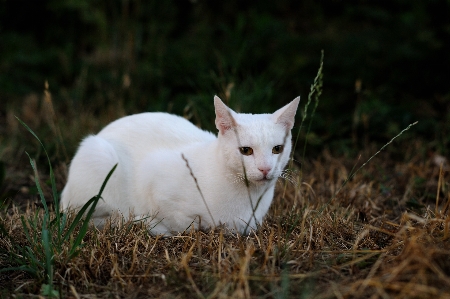 Grass outdoor white flower Photo