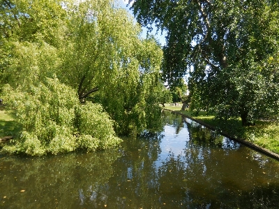 Landscape tree water nature Photo