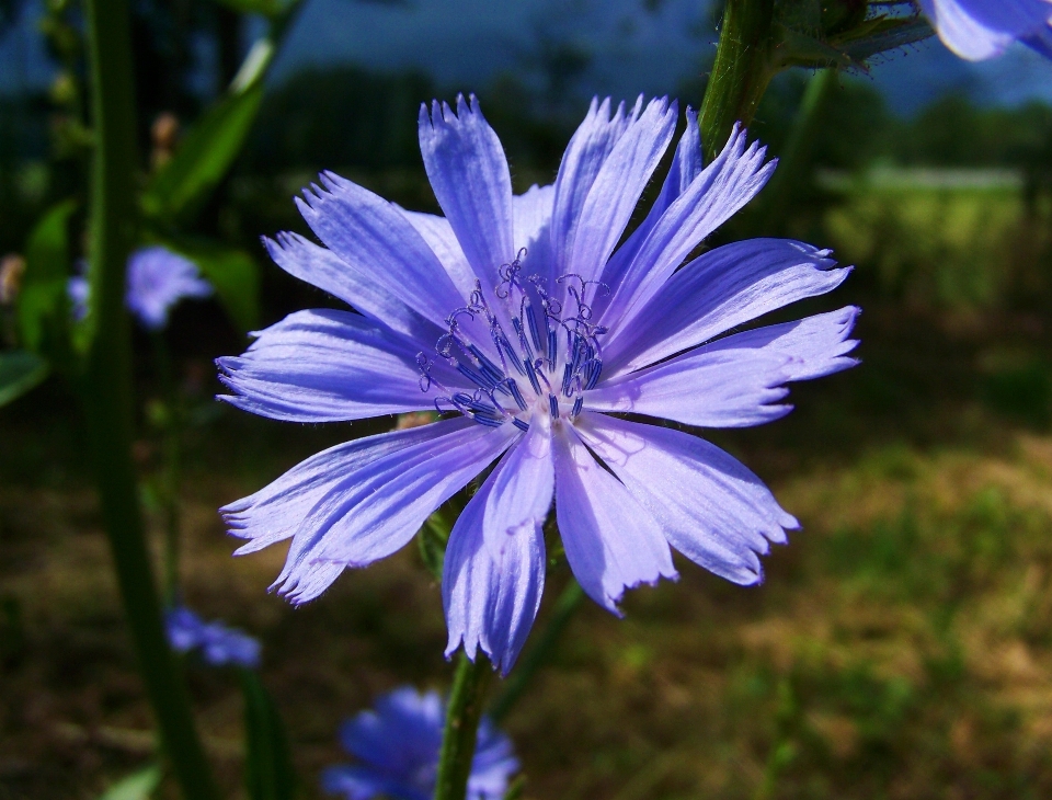 Natur blüte anlage wiese
