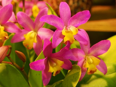 Foto Planta flor pétalo botánica
