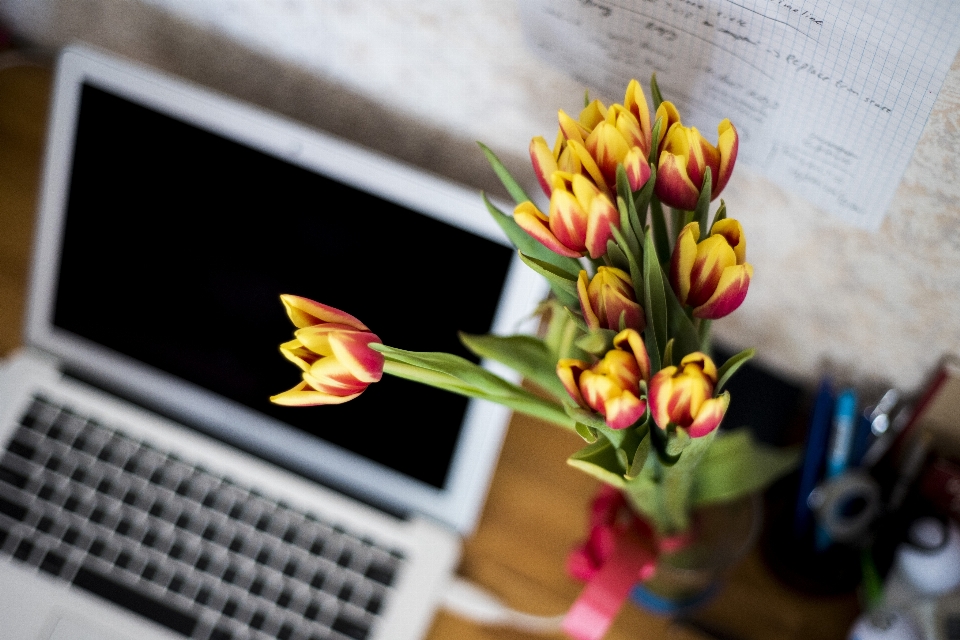 Work plant flower gift