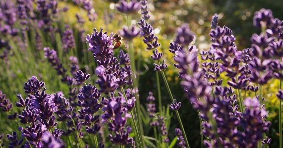 Nature plant field meadow Photo