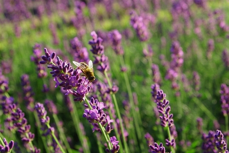 Grass plant field meadow Photo