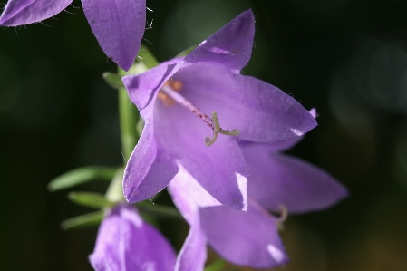 Foto Naturaleza florecer planta flor