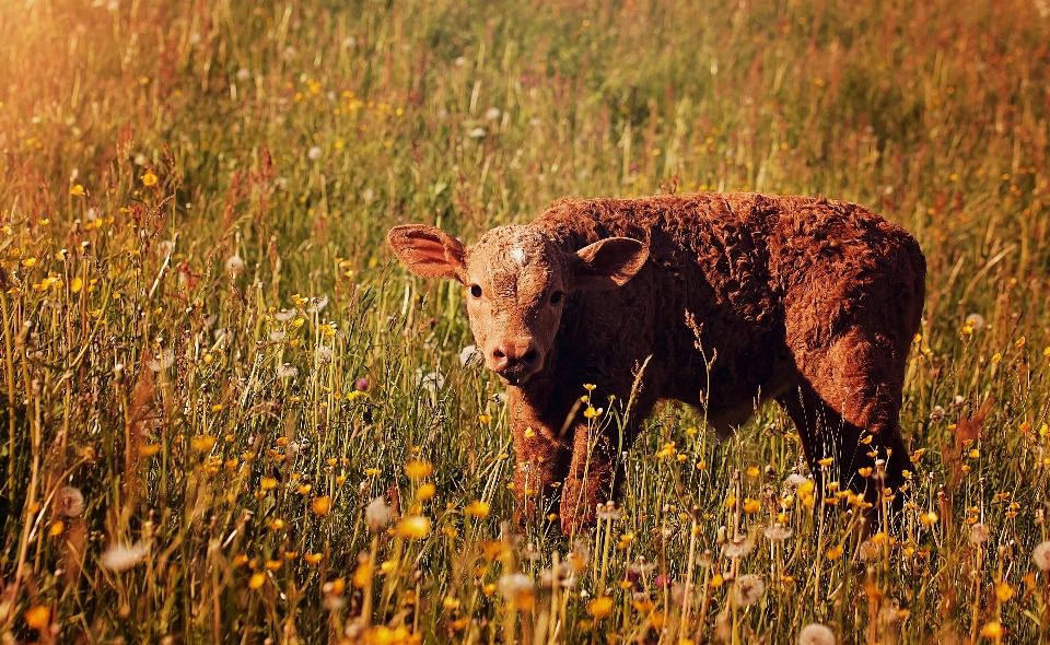 Natur gras feld wiese
