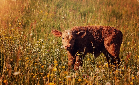 Foto Natureza grama campo prado
