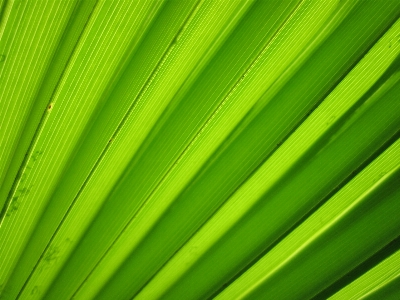 Foto árvore natureza grama plantar